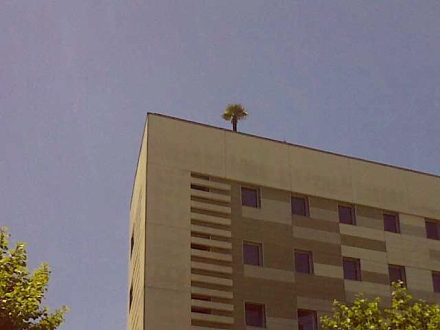 Hochhaus mit Baum